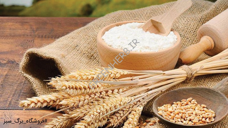 پودر جوانه گندم در بدنسازی : نکات مهمی که باید بدانید!