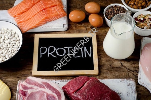 غذای پروتئینی
